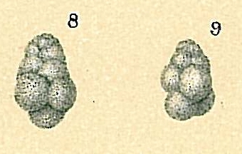 Globigerina bradyi