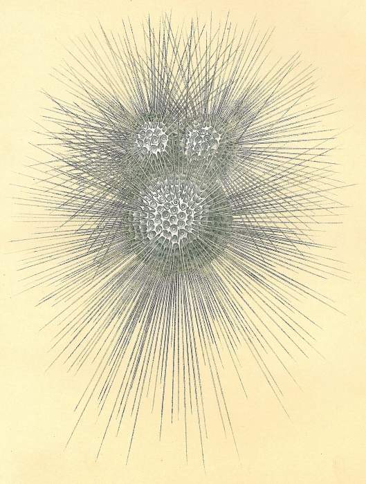 Globigerina bulloides Globigerina bulloides
