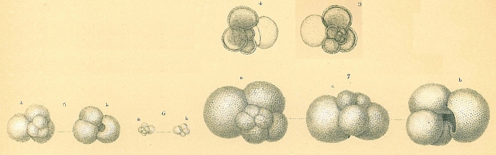 Globigerina bulloides Globigerina bulloides