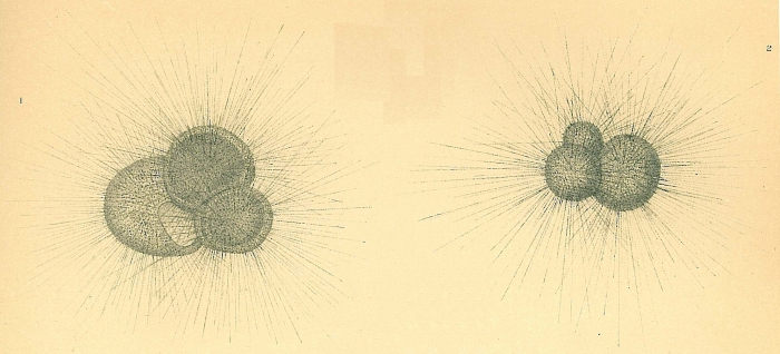 Globigerina sp. Globigerina sp.