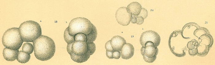 Globigerinella aequilateralis Globigerinella aequilateralis