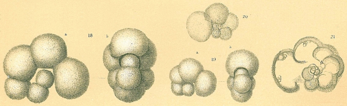 Globigerinella aequilateralis