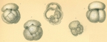 Globigerinoides conglobatus