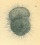 Globigerinoides conglobatus