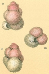 Globigerinoides pyramidalis