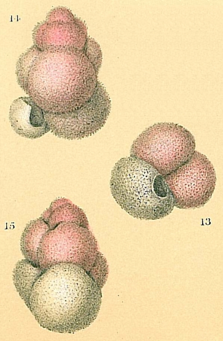 Globigerinoides pyramidalis Globigerinoides pyramidalis
