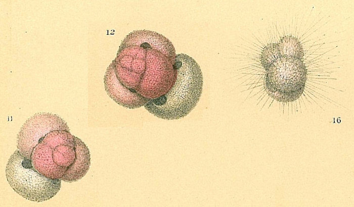 Globigerinoides ruber Globigerinoides ruber