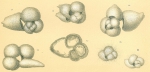 Globigerinoides sacculifer