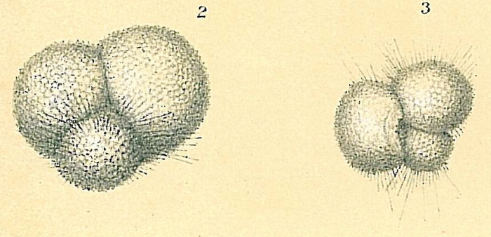 Globigerinoides sacculifer Globigerinoides sacculifer