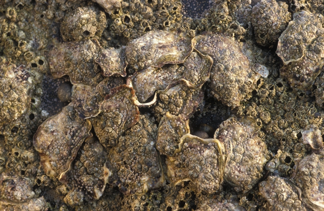 Crassostrea gigas (Thunberg, 1793)