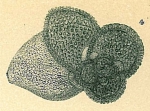 Globigerinoides sacculifer