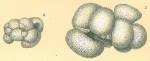 Globigerinoides sp. aberrant