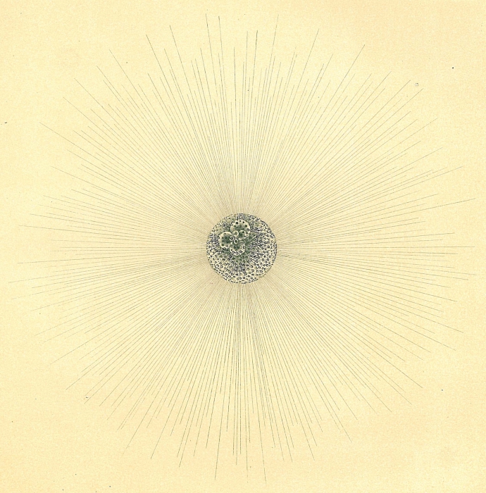 Orbulina universa Orbulina universa