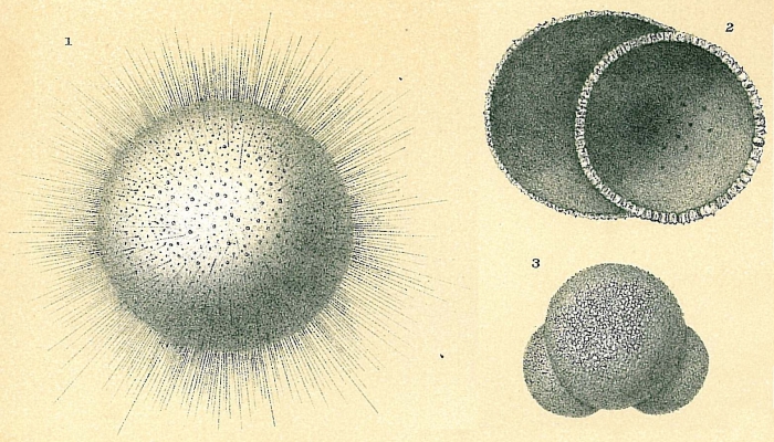 Orbulina universa