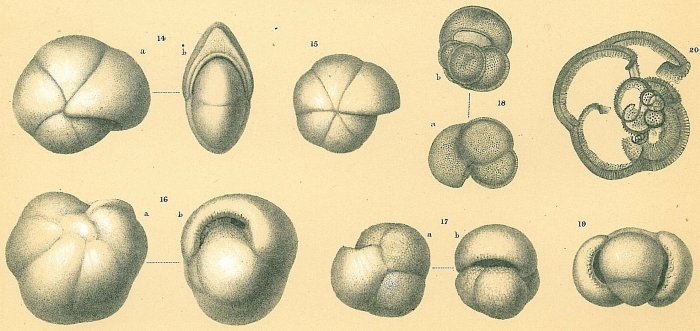 Pulleniatina obliquiloculata