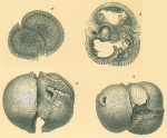 Chromista - Foraminifera (foraminifers)