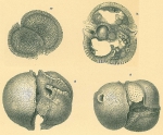 Sphaeroidinella dehiscens