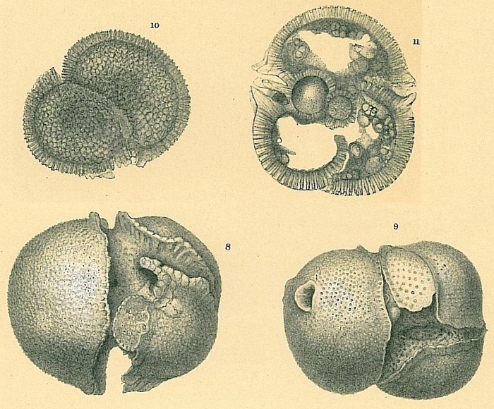 Sphaeroidinella dehiscens Sphaeroidinella dehiscens