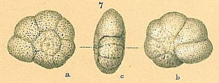 Turborotalita humilis