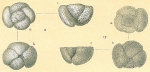 Globorotalia crassaformis