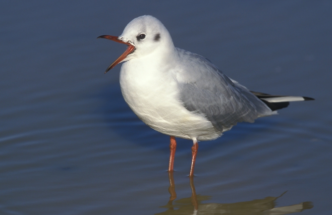 Larus ridibundus Linnaeus, 1766 Larus ridibundus Linnaeus, 1766