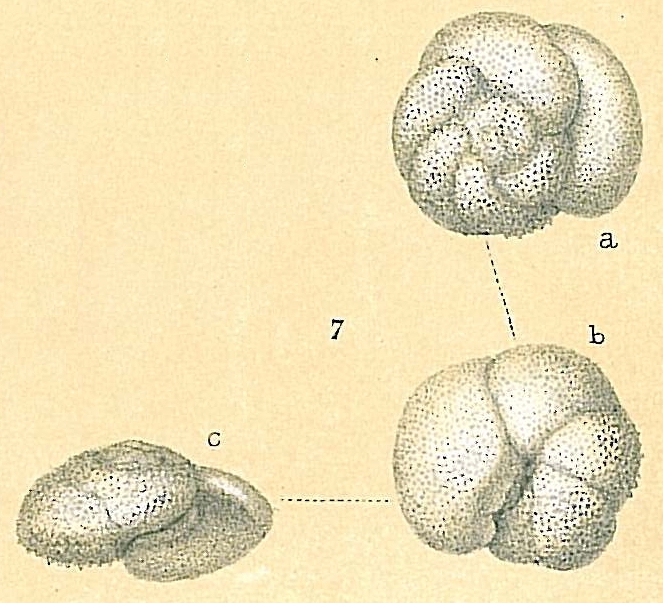 Globorotalia scitula Globorotalia scitula