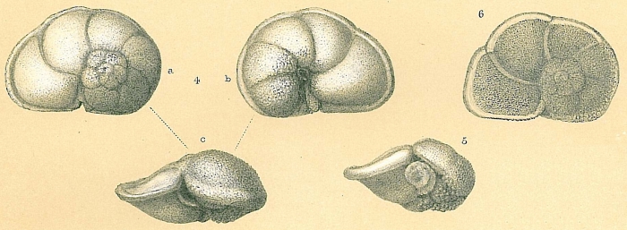 Globorotalia tumida