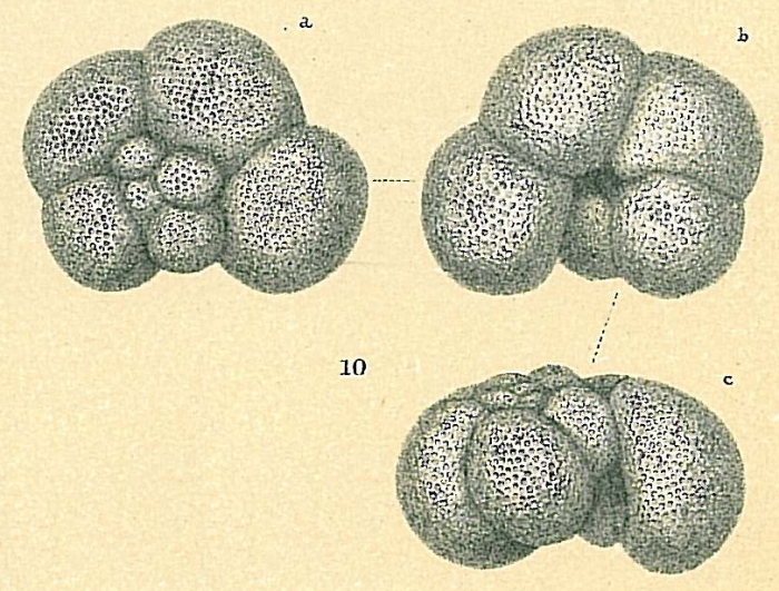 Neogloboquadrina blowi Neogloboquadrina blowi