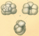 Chromista - Foraminifera (foraminifers)