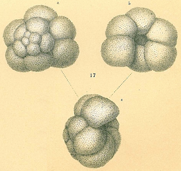 Neogloboquadrina eggeri Neogloboquadrina eggeri