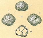 Neogloboquadrina pachyderma