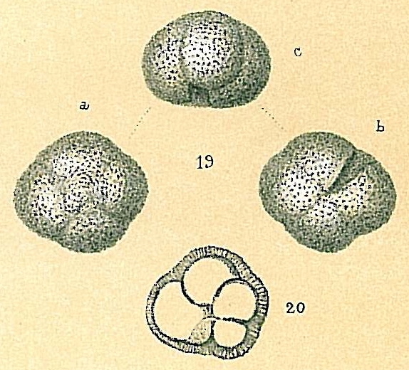Neogloboquadrina pachyderma Neogloboquadrina pachyderma