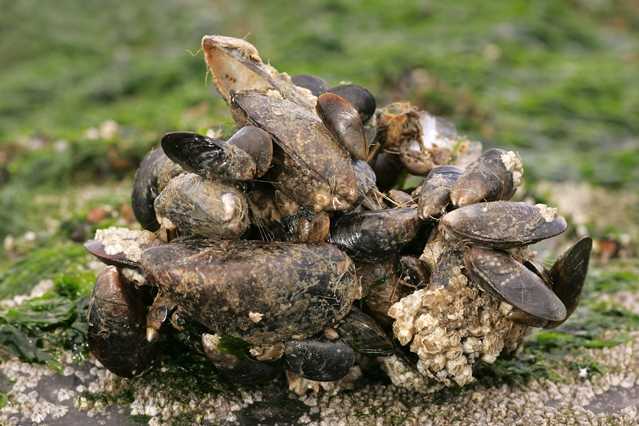 Mytilus edulis Linnaeus, 1758 Mytilus edulis Linnaeus, 1758