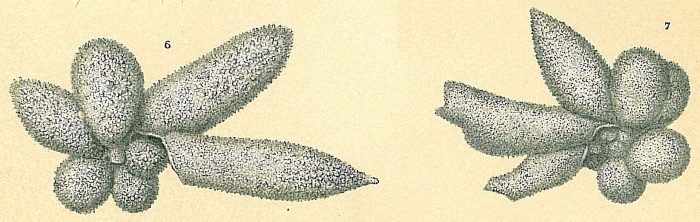 Bolliella adamsi Bolliella adamsi