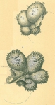 Hastigerina parapelagica