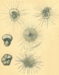 Hastigerina pelagica