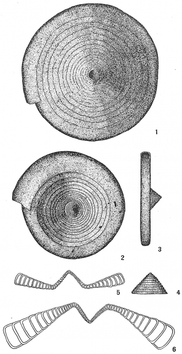 Ammodiscoides turbinatus