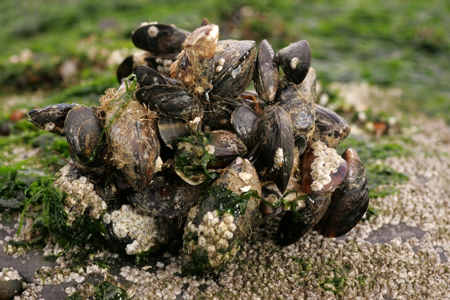 Mytilus edulis Linnaeus, 1758 Mytilus edulis Linnaeus, 1758