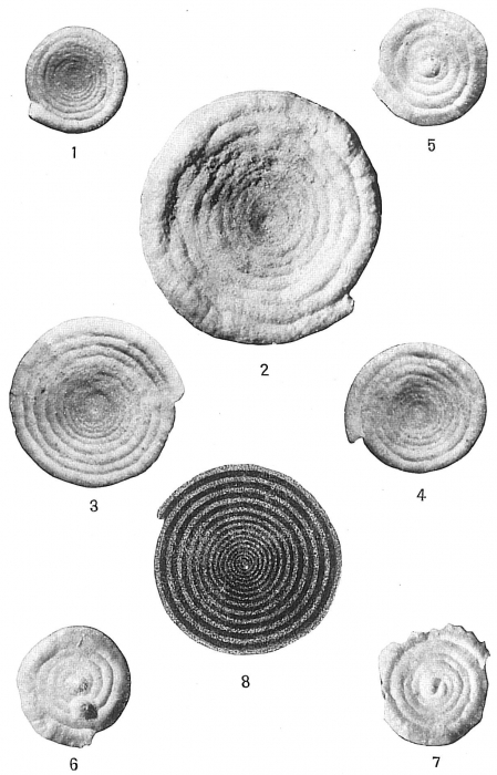 Ammodiscus incertus