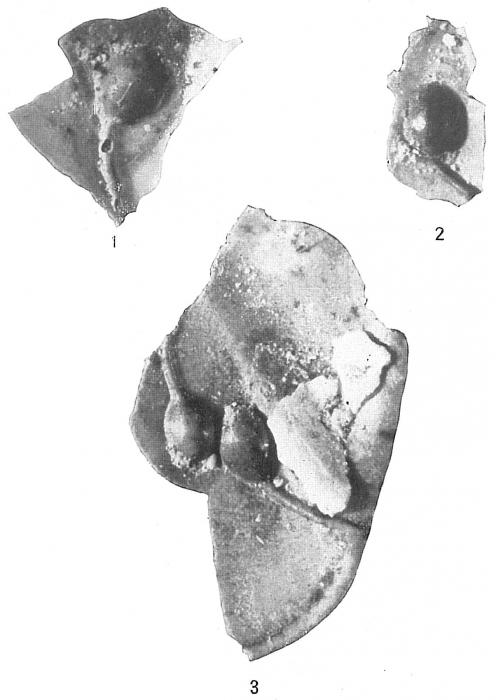 Ammolagena clavata Ammolagena clavata
