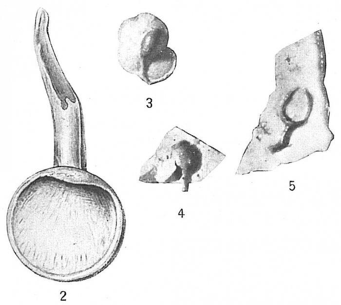 Ammolagena clavata