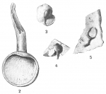 Chromista - Foraminifera (foraminifers)