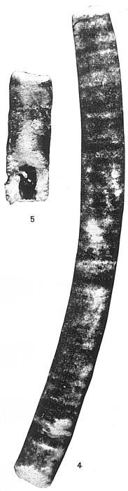 Bathysiphon filiformis Bathysiphon filiformis