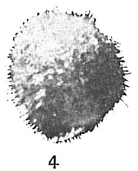Crithionina pisum hispida Crithionina pisum hispida