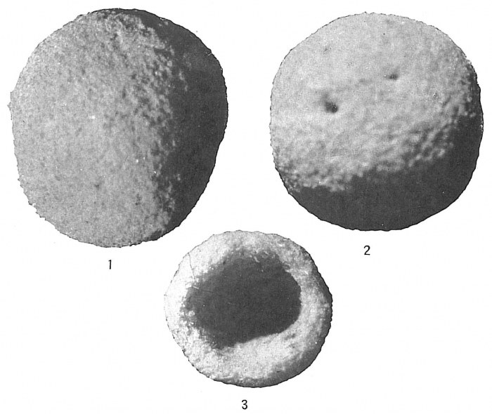 Crithionina pisum