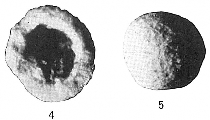 Crithionina pisum