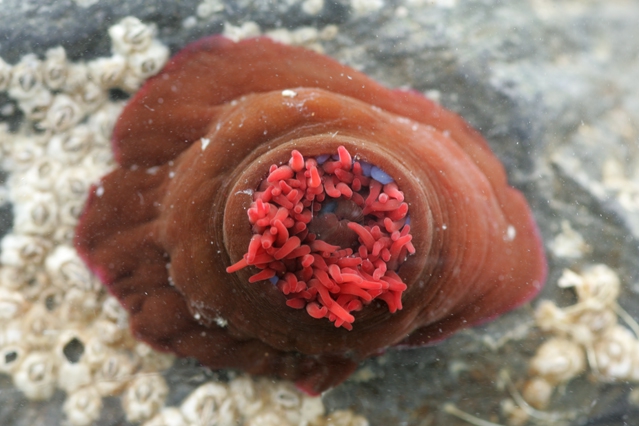 Actinia equina (Linnaeus, 1758) Actinia equina (Linnaeus, 1758)