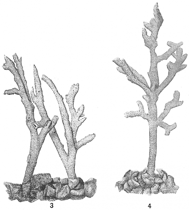 Dendrophrya erecta