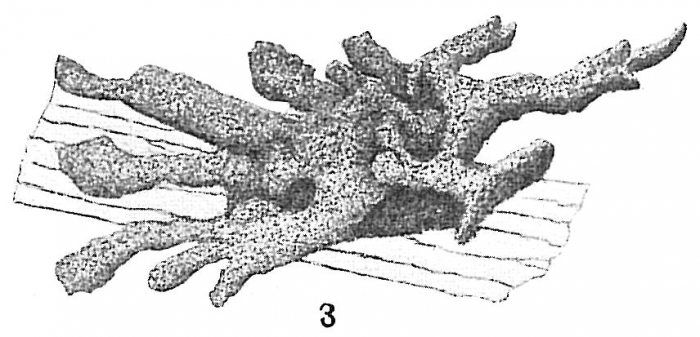 Dendrophrya radiata