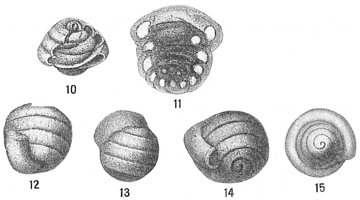 Glomospira charoides